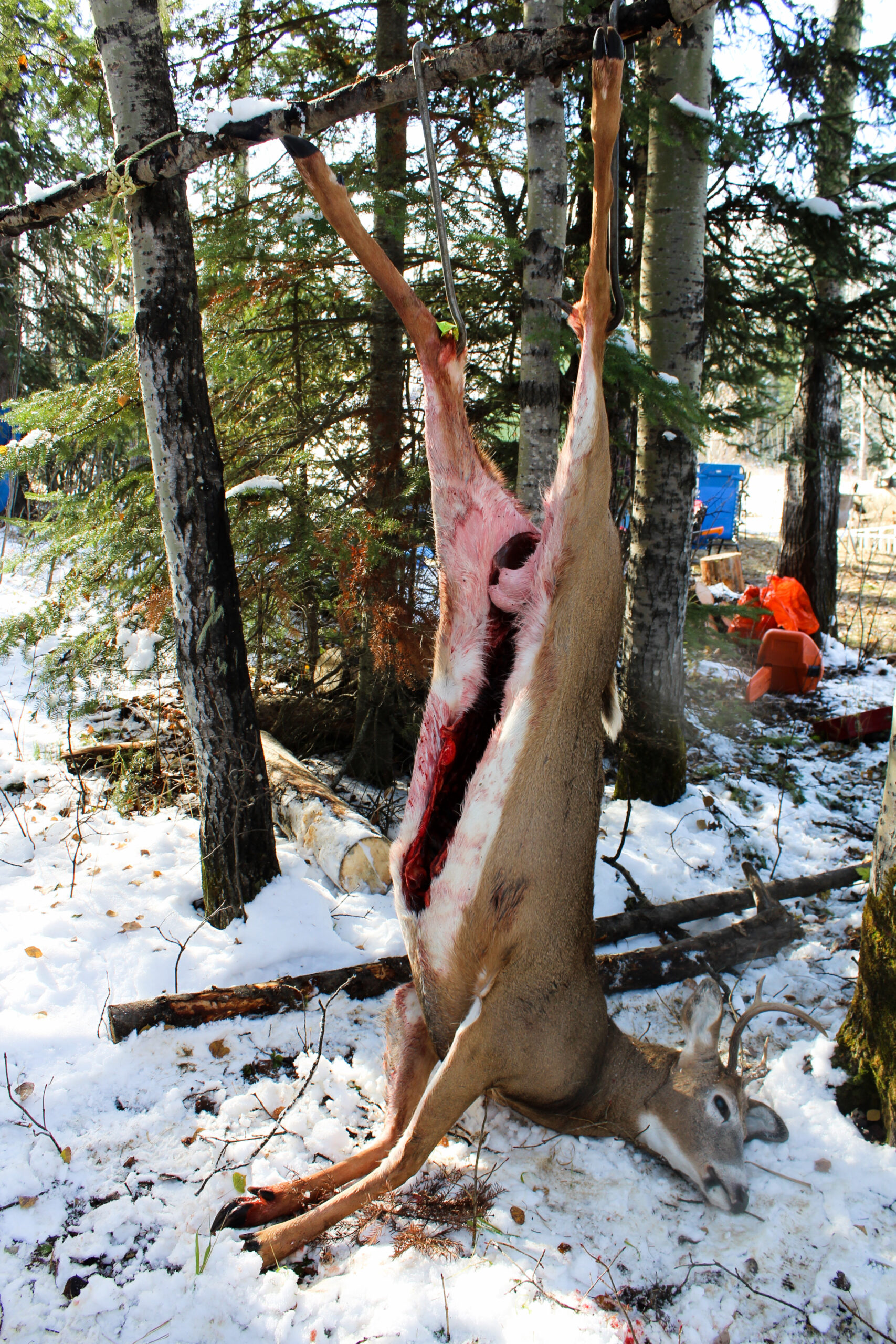 Fresh Deer Kill Being Hung and Prepped for Dressing