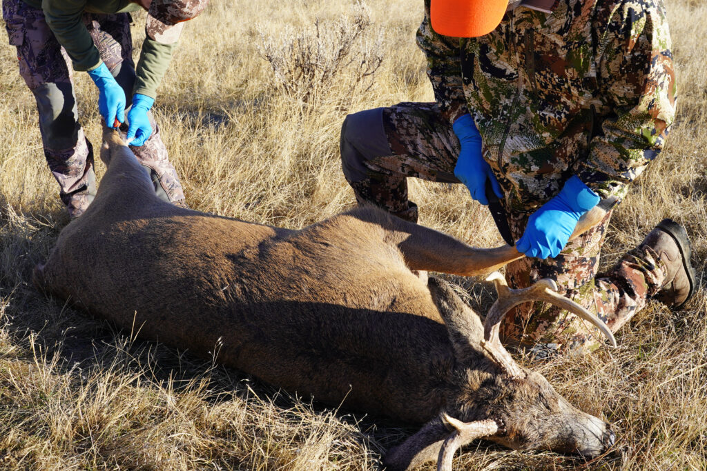 Two male deer hunters prepare to skin, dress and process the shot deer while in the field